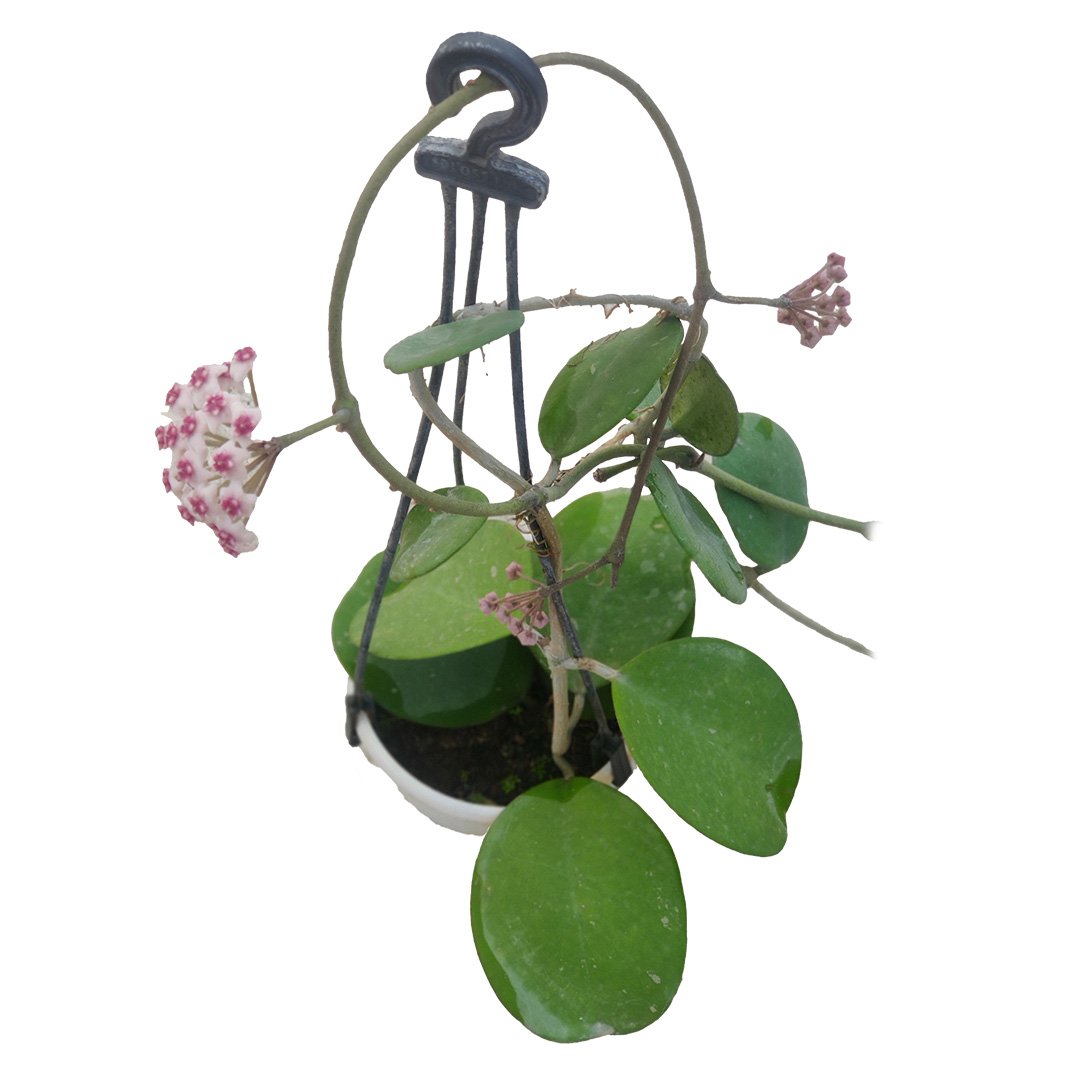 Hoya Obovata